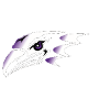 Niagara Purple Eagles (Bayanlar)