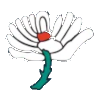 Yorkshire Diamonds (Bayanlar)